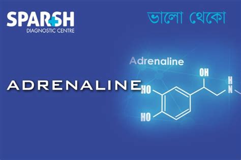 Adrenaline: Understanding the “Fight-or-Flight” Hormone - Sparsh ...