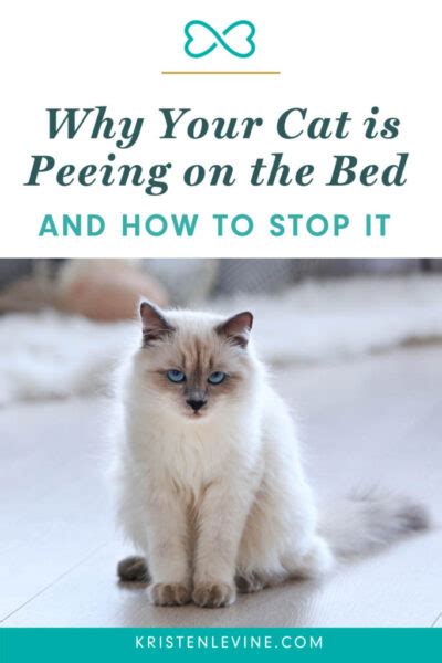 Why Your Cat Is Peeing on Your Bed | Pet Living