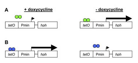 Schematic Overview Of The Tetracycline Regulated Gene Expression System