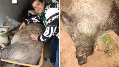 Caza Un Jabal De Kilos Y Cent Metros De Colmillo Y Necesita Una