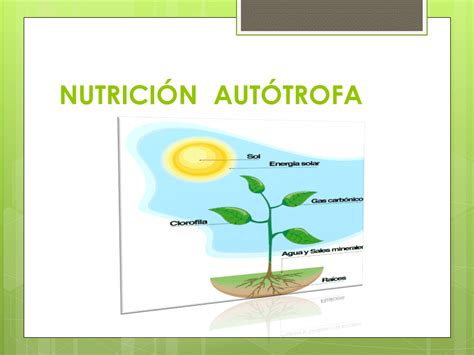 Biologia Ara Nutrici N Aut Trofa