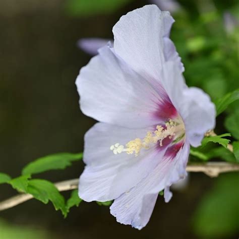 Você conhece a Rosa de Saron Veja neste artigo dicas de como plantar