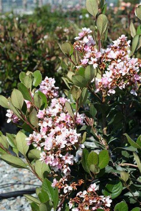 Rhaphiolepis indica 'Pink Lady' - Devil Mountain Wholesale Nursery