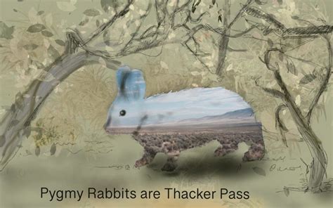 Species of the Week: Pygmy Rabbit | Protect Thacker Pass