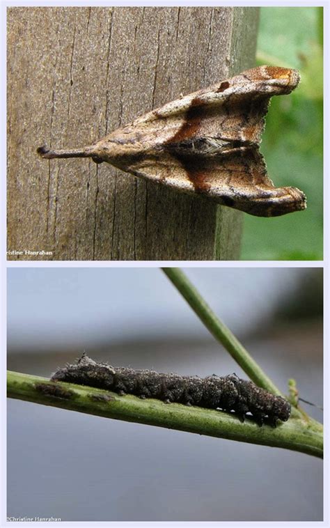 Moths and their Larvae Photo Gallery by larose forest photos at pbase.com