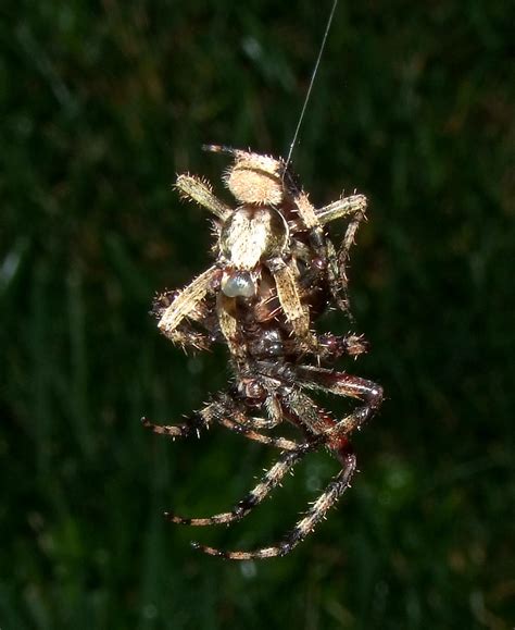 2 Spiders Have Sex Another View Of 2 Spiders Having Sex Wh Flickr