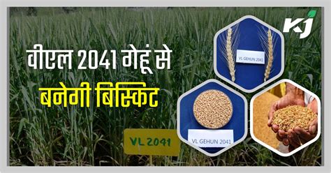 New Wheat Variety विवेकानन्द पर्वतीय कृषि अनुसंधान संस्थान ने विकसित