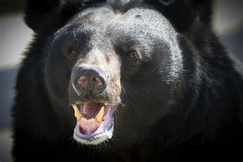 All About Bear Teeth