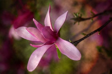 Magnolia Blossom Magnolia Blossom 1k 5905 Timothy K Hamilton Flickr