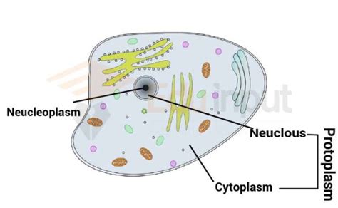 What is Protoplasm?-Composition and Types