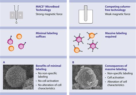 Magnetic Cell Separation Miltenyi Biotec