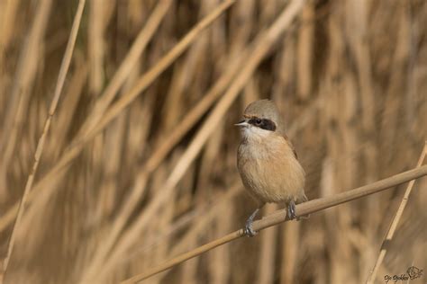 rémiz penduline Djo Djokkos Flickr