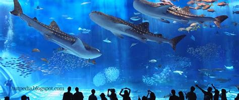 World Largest Aquarium Tank - Kuroshio Sea