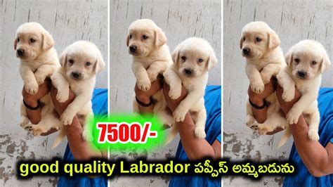 Top Quality Labrador Puppies For Sale In Telugu 8686272558 Aj Pets