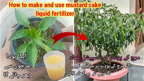 How To Make Mustard Cake Liquid Fertilizerbest Homemade Organic Liquid