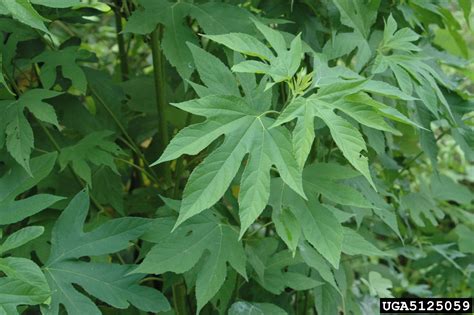 Giant Ragweed Ambrosia Trifida L