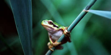 WWF zieht durchwachsene Bilanz Hoffnung für Schweizer Laubfrosch