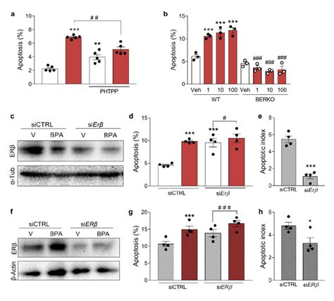 Erβ Mediates Bpa Induced Apoptosis A Ins 1e Cells Were Pre Treated