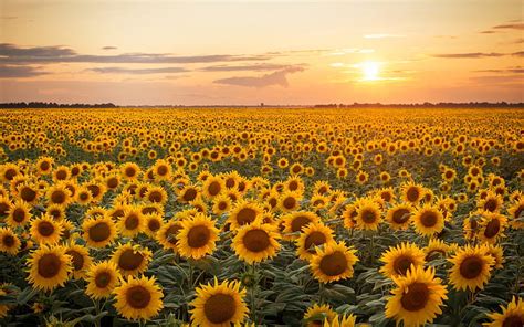 1080P Descarga Gratis Campo De Girasoles Al Atardecer Amarillo