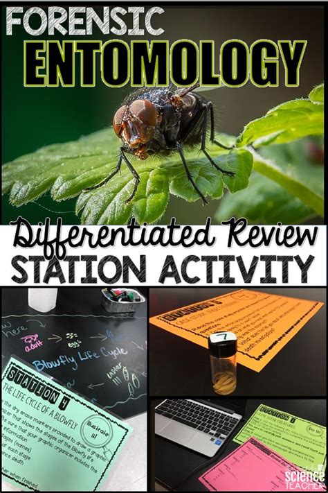 Forensic Entomology Station Activity Print And Digital High School Science Fair Projects