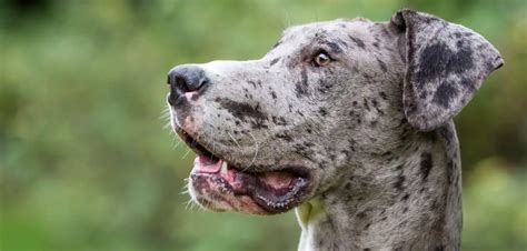 Dog Licking Everything Excessively Suddenly (Here's Why) - Canines and Pups