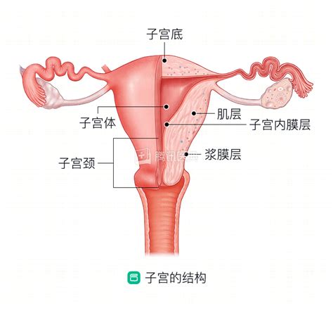 腾讯医典