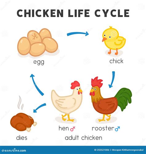 Diagrama Do Ciclo De Vida Do Frango No Sujeito Científico Vetor De