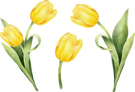 Set Of Yellow Watercolor Tulips With Green Leaf Hand Drawn Watercolor