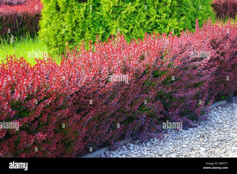 Japanese Barberry Berberis Thunbergii Var Atropurpurea Berberis Thunbergii Atropurpurea