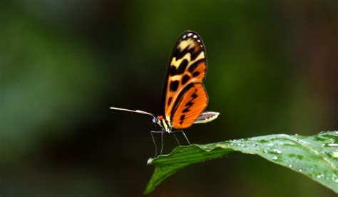 Amazon Rainforest Images: Amazon Rainforest Insects