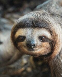 Pygmy Three-Toed Sloth