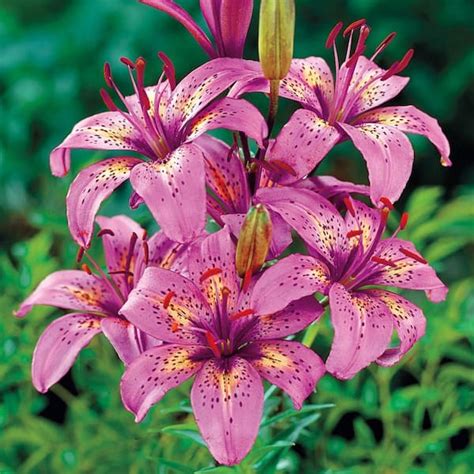 Pink Tiger Lily Flowers