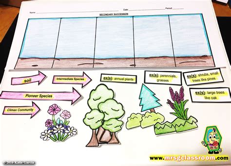 Primary And Secondary Succession Worksheet