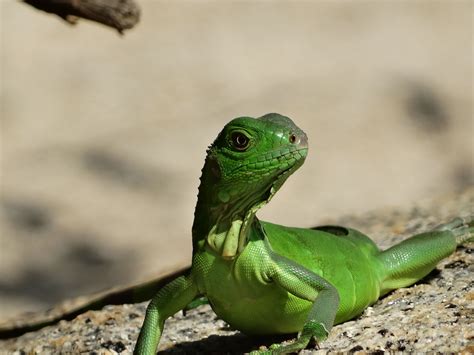 lagartija verde,parque nacional tayrona - colombia | Lagartijas ...