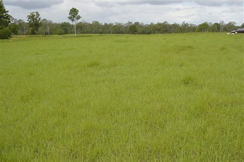 Paspalum Tropical Grass Auswest And Stephen Pasture Seeds