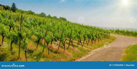 Landscape Of Vineyard On Hill With Grapes Bushes And House Of Farm On