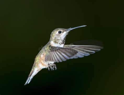 Rufous Hummingbird Selasphorus Rufus Stock Image Image Of Aloft