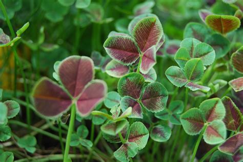 Weeds That Look Like Clover