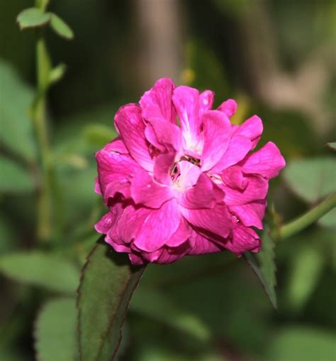 Faune Et Flore Des Fidji Fauna And Flora From Fiji