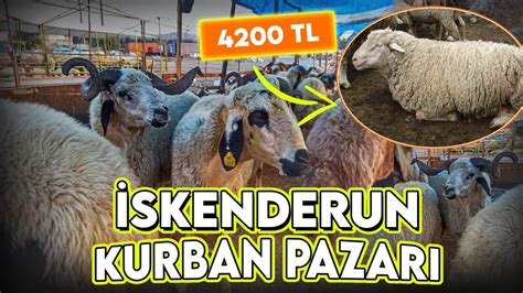 Kurban Lik F Yatlari Dudak U Uklatti Skenderun Kurban Pazari