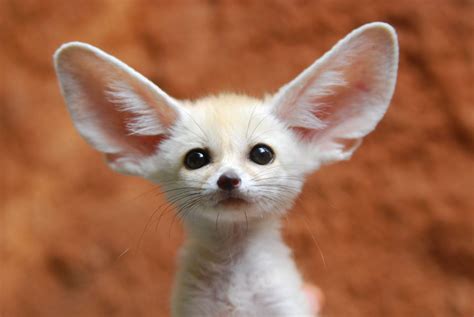 Keeping and Caring for Fennec Foxes as Pets