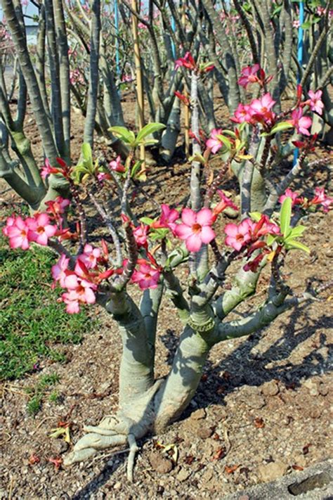 ไพสิฐฟาร์ม 欢迎光临林章记农场 Paisitfarm Adenium ชวนชม