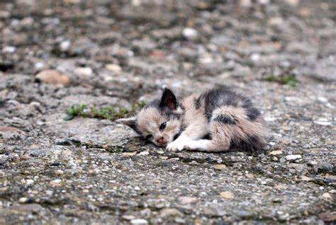 Gatito Abandonado Foto De Archivo Imagen De Gato Desamparado 45120696