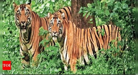 Sex And Dhoka Tadoba Tigresses â Fakeâ Mating With Males To Save Cubs Nagpur News Times Of