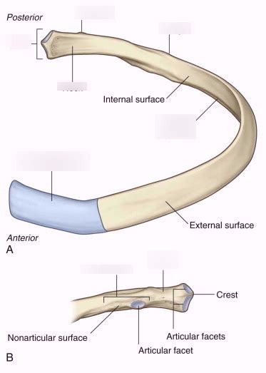 Ribs True Ribs And Typical Ribs Diagram Quizlet