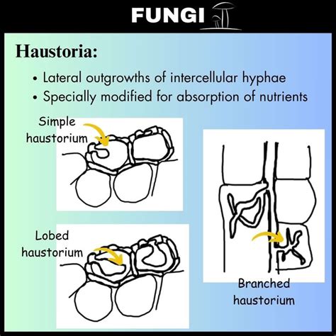 Haustoria in fungi | Fungi, Botany, Instagram