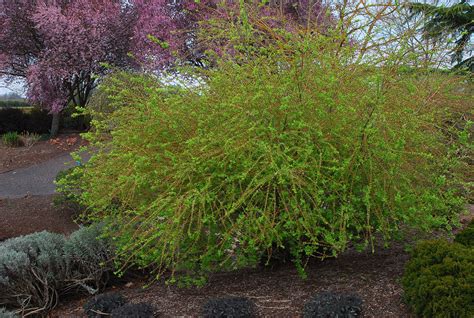 Salix integra 'Hakuro Nishiki' | Landscape Plants | Oregon State University