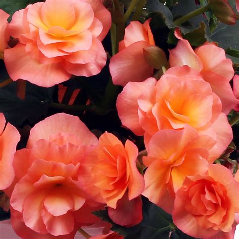 Begonia – Solenia® Chocolate Orange - Pleasant View Gardens