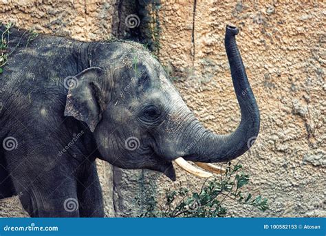 African elephant calf stock image. Image of elephant - 100582153