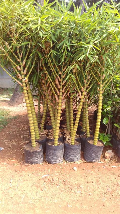 Bamboo Buddha Belly Plant at best price in Rajahmundry by Sri Srinivasa ...